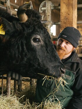 Ludwig Maurer feeding one of his cows